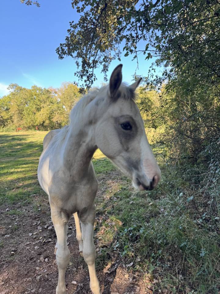 Potro PFS Poni Françés de Silla En venta 2025 Pío