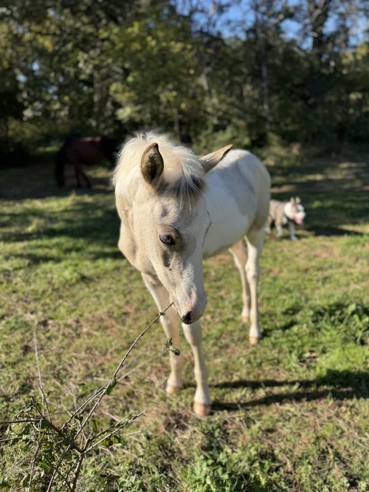 Potro PFS Poni Françés de Silla En venta 2025 Pío