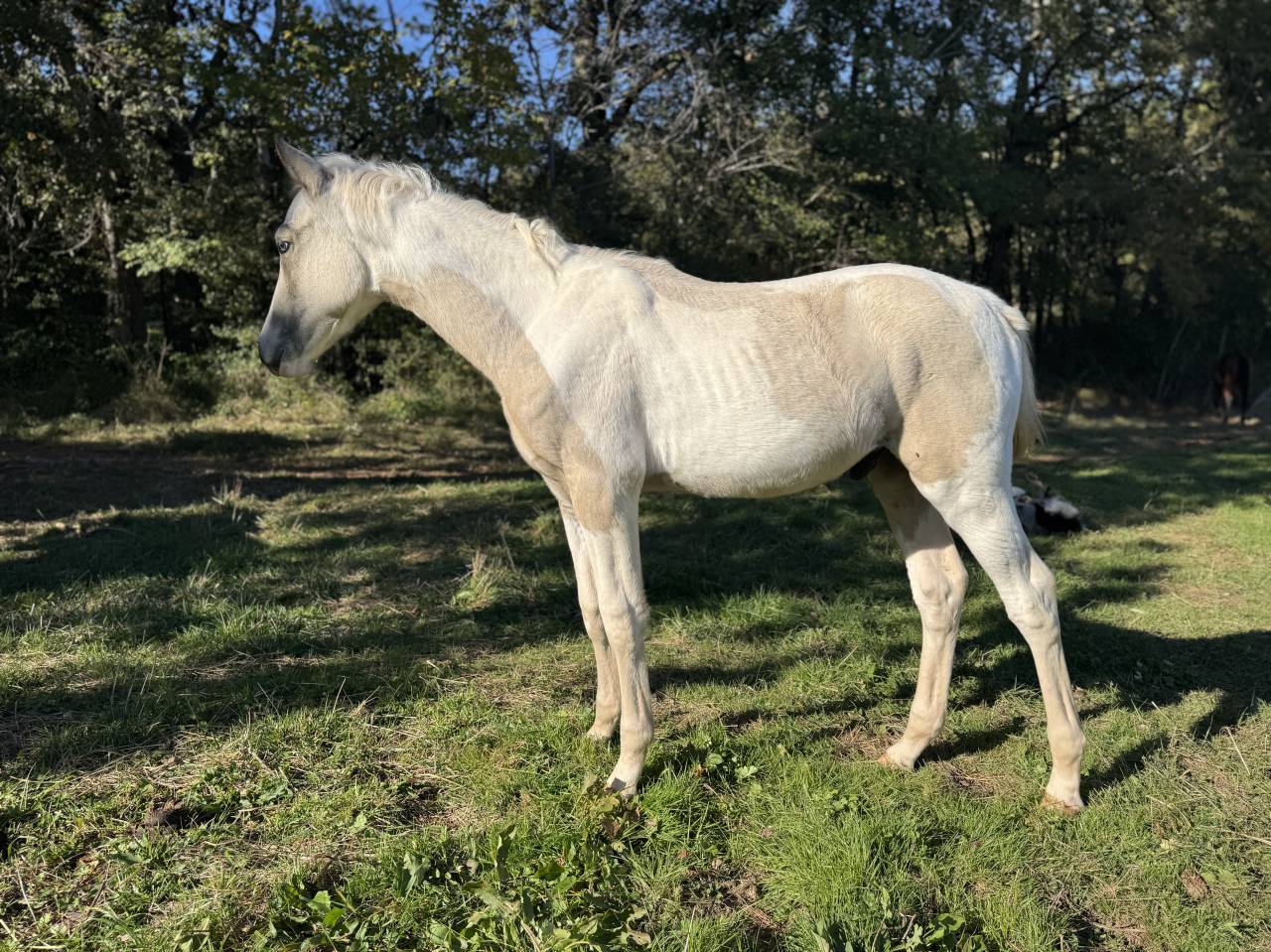 Potro PFS Poni Françés de Silla En venta 2025 Pío