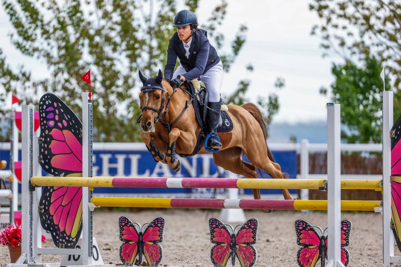 Poni C Douanier Du Buhot