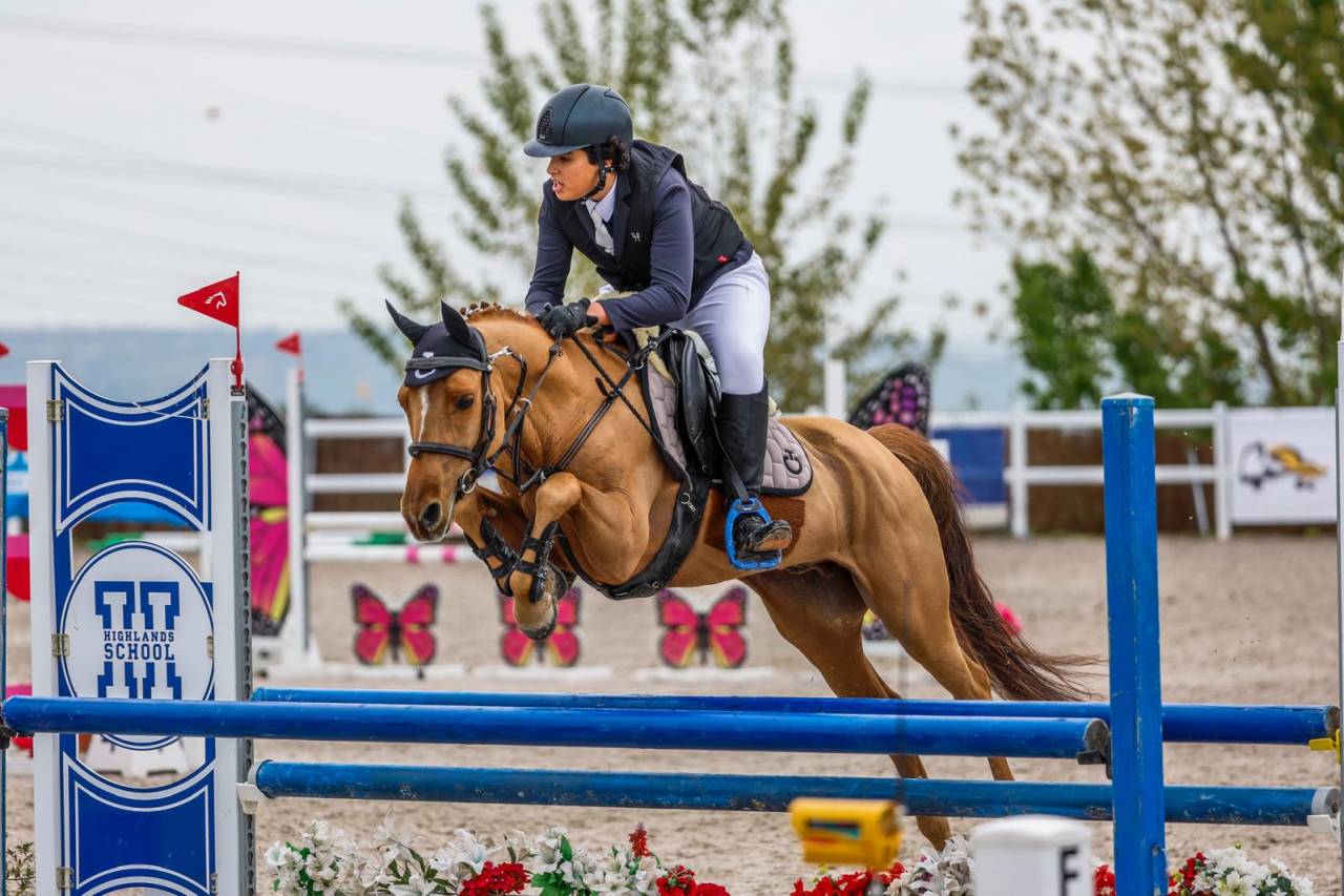 Poni C Douanier Du Buhot