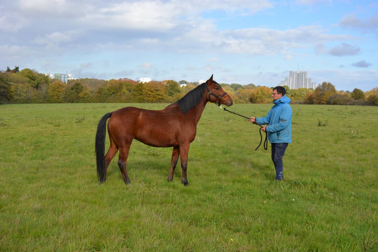 Yegua Origine Constatée En venta 2021 Bayo