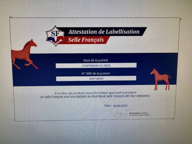 Yegua de ganadería Hannoveriano En venta 2019 Bayo moreno por CONTENDRO I