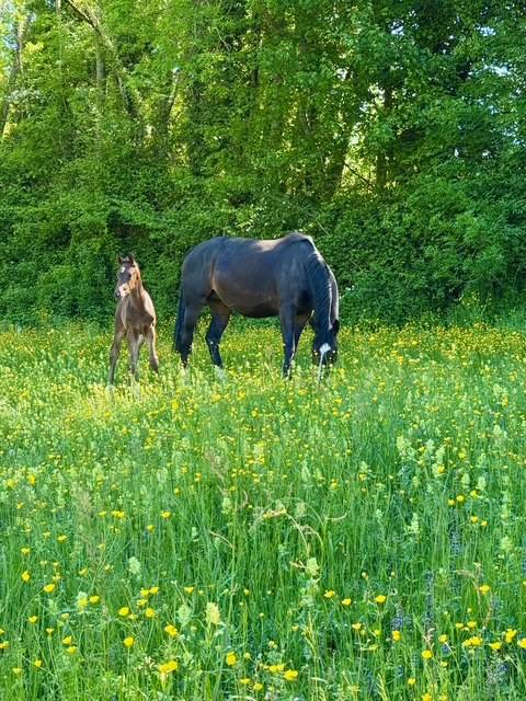 Yegua de ganadería Hannoveriano En venta 2019 Bayo moreno por CONTENDRO I