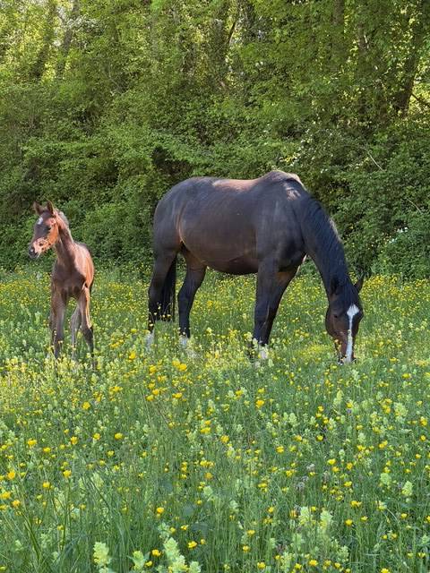 Yegua de ganadería Hannoveriano En venta 2019 Bayo moreno por CONTENDRO I