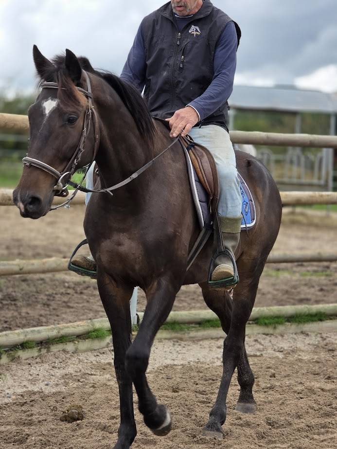 Caballo castrado Trotón Francés En venta 2020 Negro