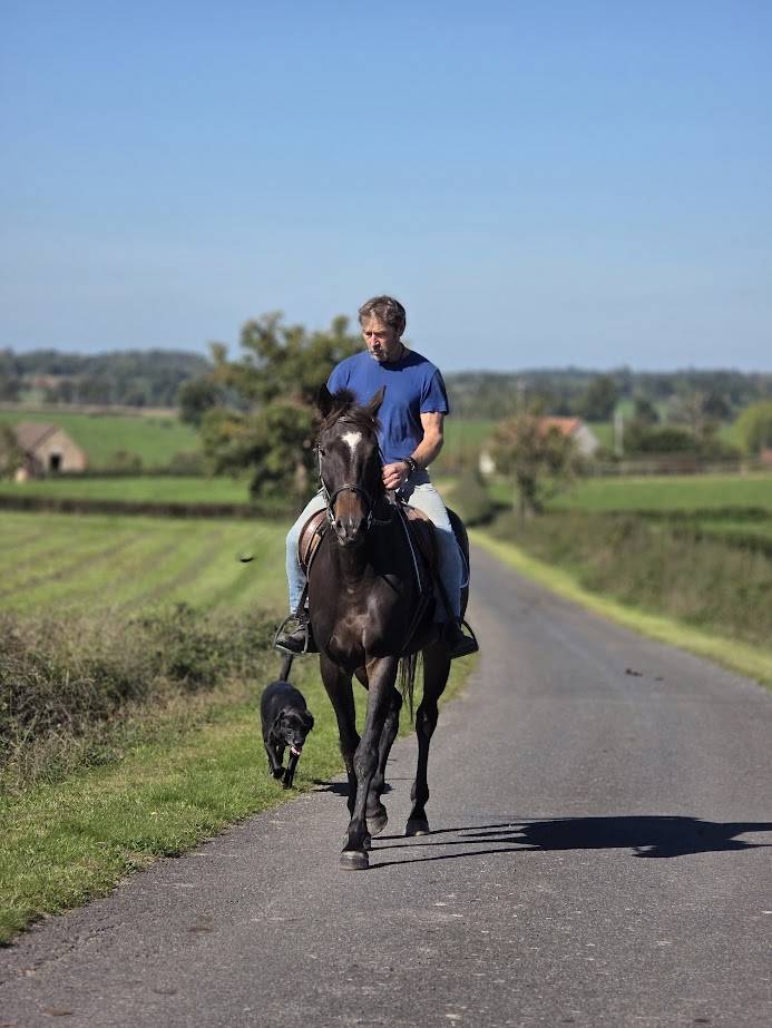 Caballo castrado Trotón Francés En venta 2020 Negro