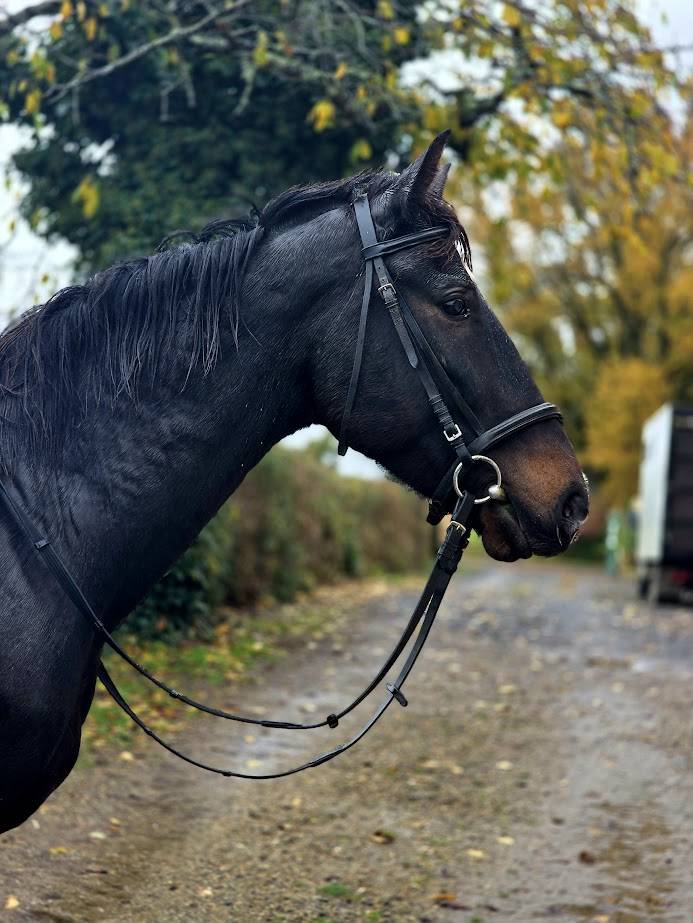 Caballo castrado Trotón Francés En venta 2020 Negro