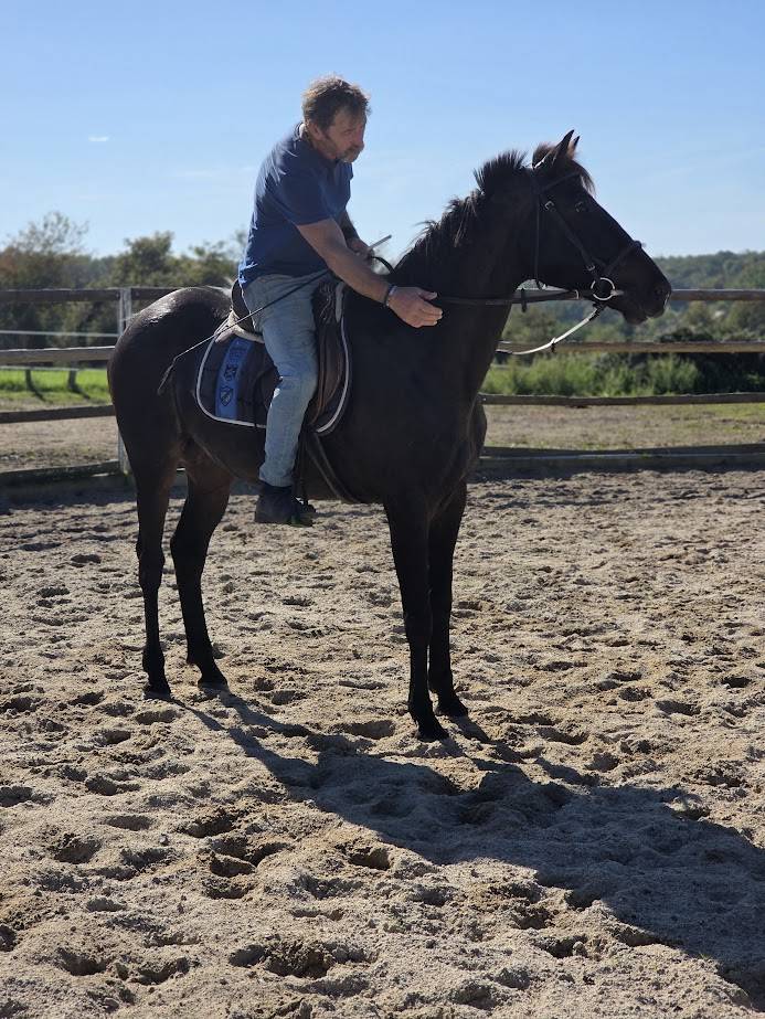 Caballo castrado Trotón Francés En venta 2020 Negro