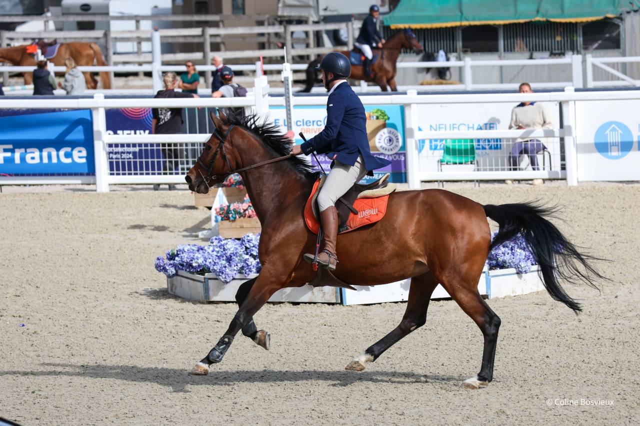 Yegua KWPN Caballo de Deporte Neerlandés En venta 2014 Bayo por ZAVALL VDL (NLD) KWPN 2004