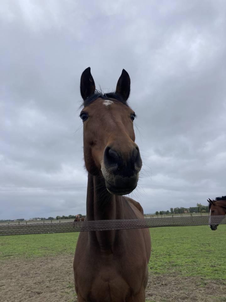 Yegua KWPN Caballo de Deporte Neerlandés En venta 2014 Bayo por ZAVALL VDL (NLD) KWPN 2004