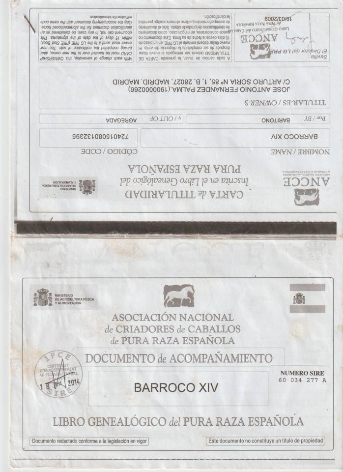 Caballo castrado PRE Pura Raza Española En venta 2008 Tordo