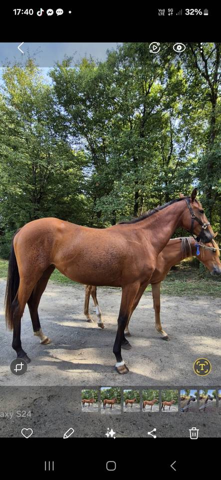 Yegua Zangersheide En venta 2023 Bayo por KARAT J .polonais