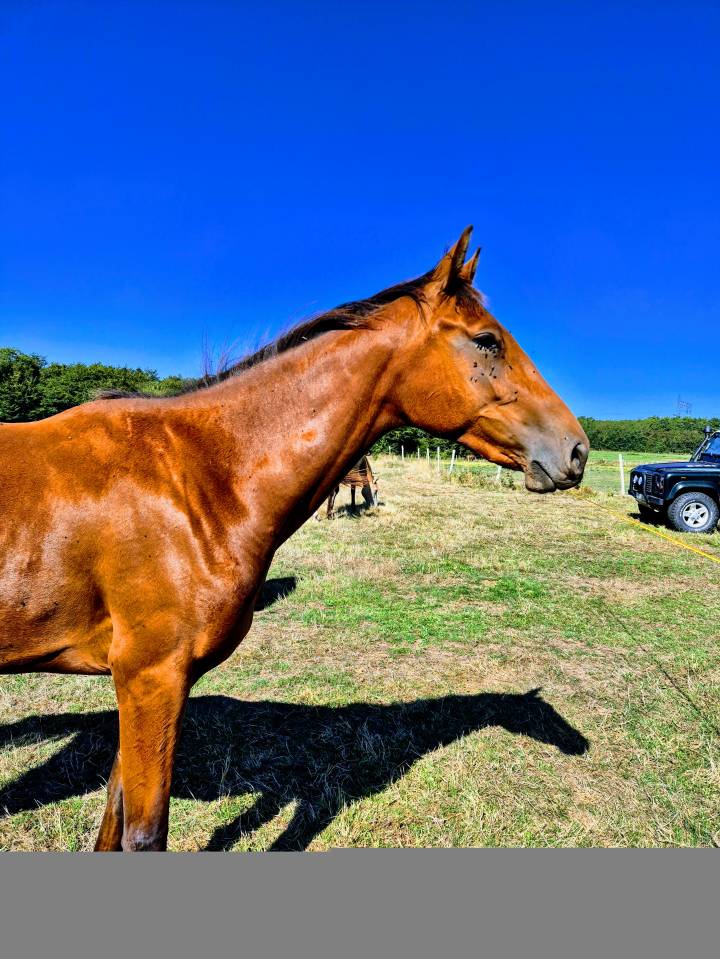 Yegua Zangersheide En venta 2023 Bayo por KARAT J .polonais