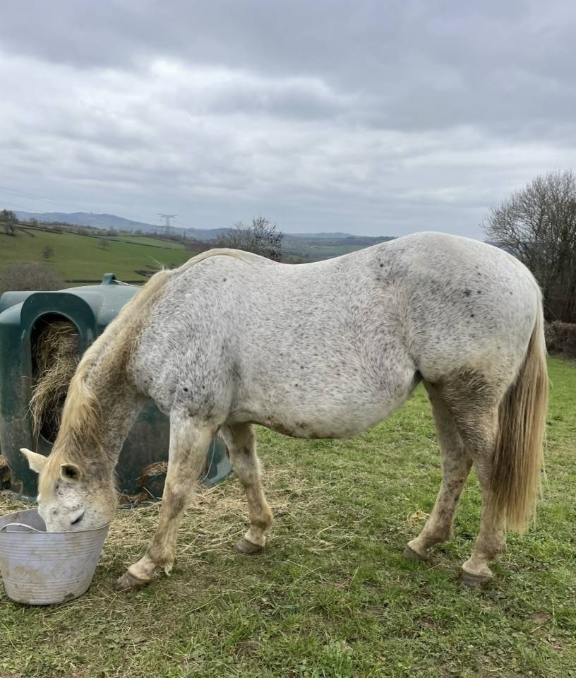 Yegua Silla Francés En venta 2008 Tordo por CORLAND