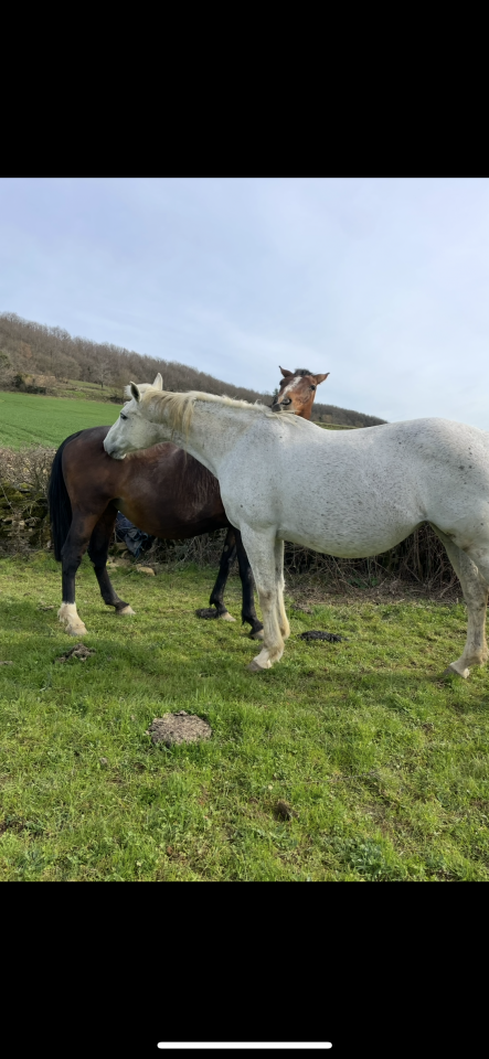 Yegua Silla Francés En venta 2008 Tordo por CORLAND