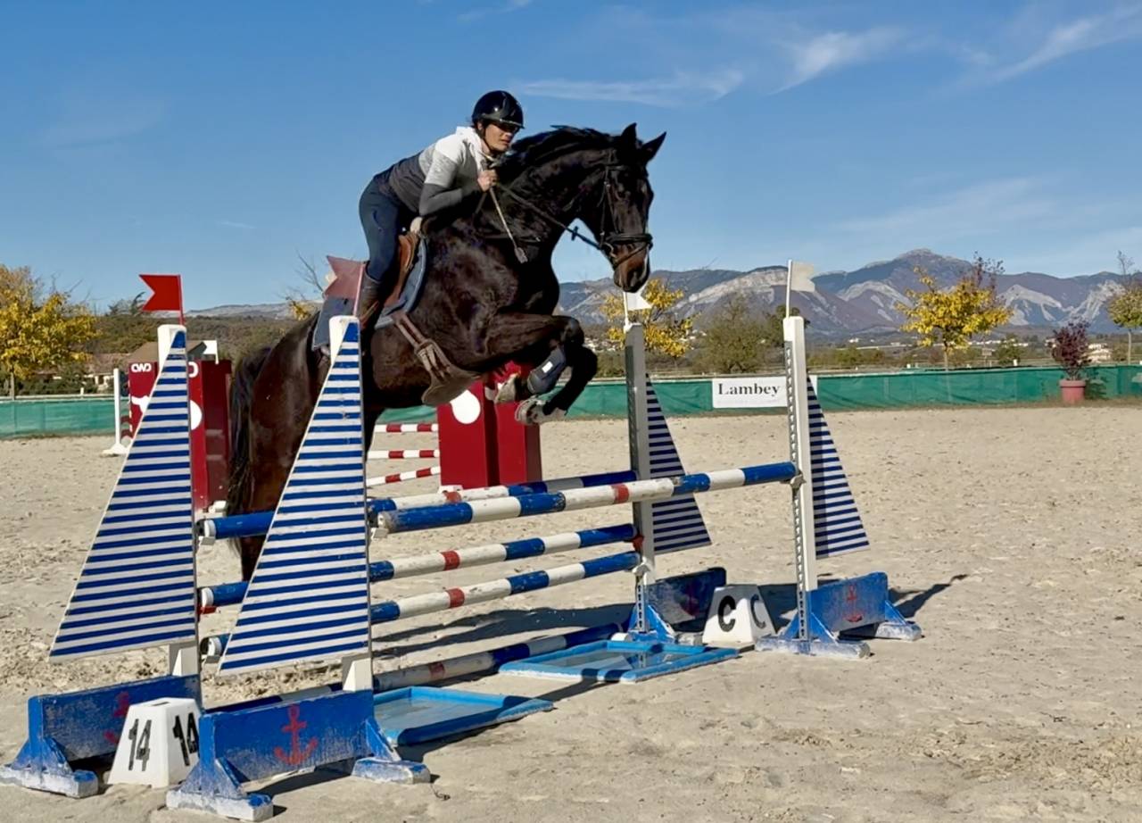 Caballo castrado Silla Francés Préstamo 2019 Bayo moreno por Canto