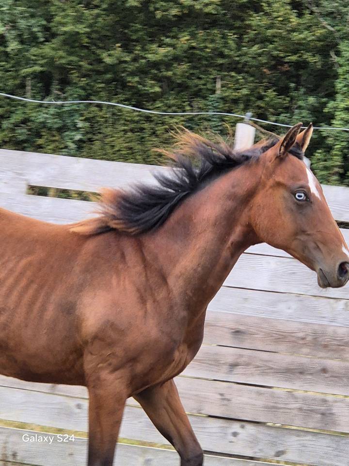 Potro Quarter Horse En venta 2024 Bayo por EASY SMARTY GUN