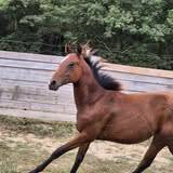 Potro Quarter Horse En venta 2024 Bayo por EASY SMARTY GUN