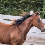 Potro Quarter Horse En venta 2024 Bayo por EASY SMARTY GUN