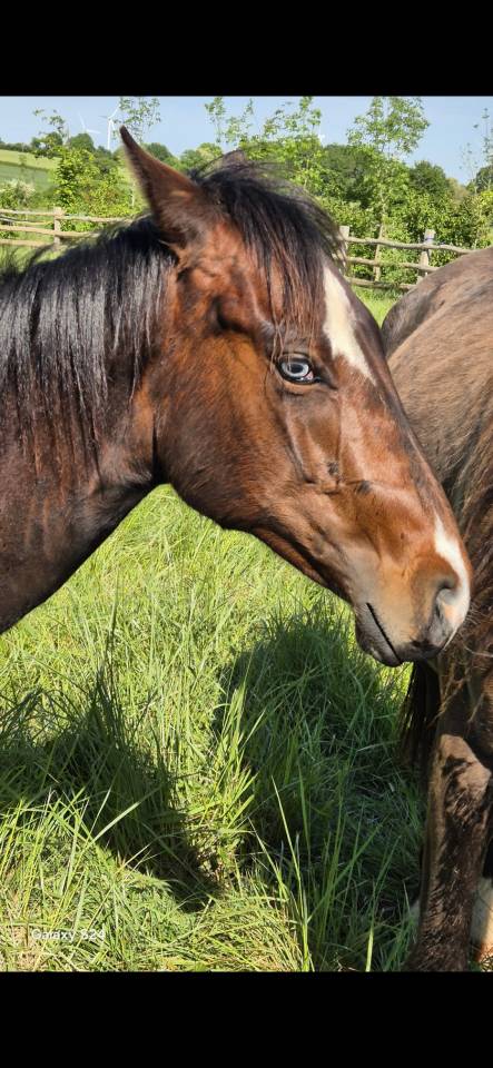 Potro Quarter Horse En venta 2024 Bayo por EASY SMARTY GUN