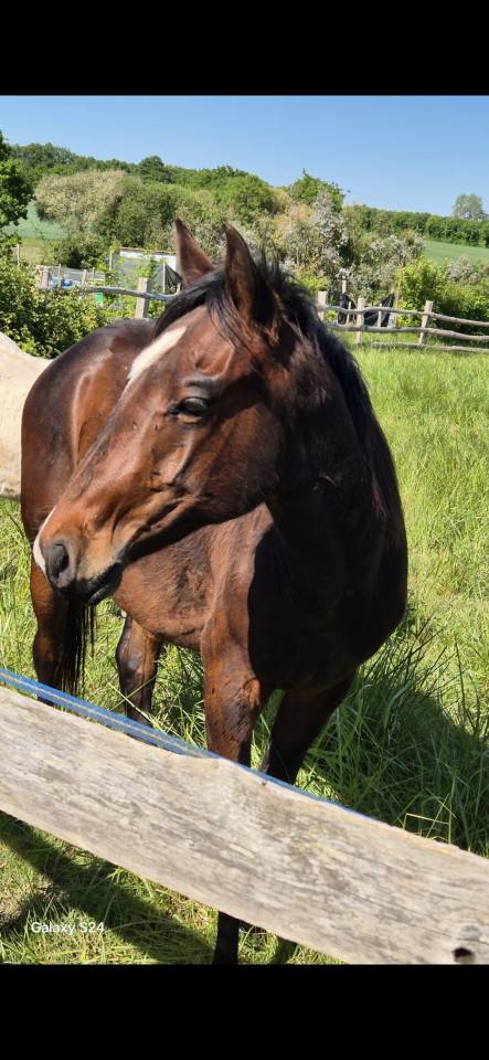 Potro Quarter Horse En venta 2024 Bayo por EASY SMARTY GUN