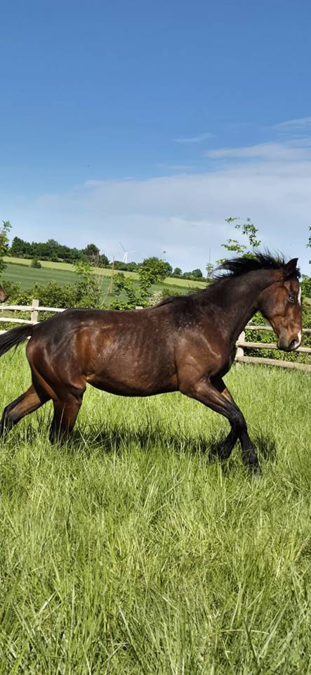 Potro Quarter Horse En venta 2024 Bayo por EASY SMARTY GUN