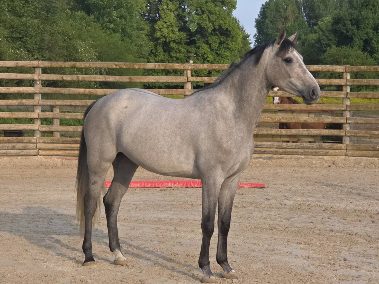 Yegua Silla Franc&eacute;s En venta 2021 Tordo