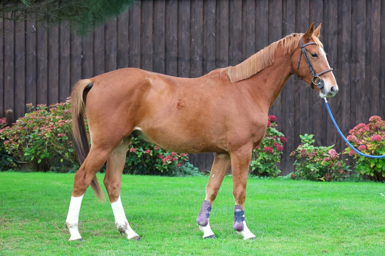 Caballo castrado Silla Francés En venta 2022 Alazán por chacco white