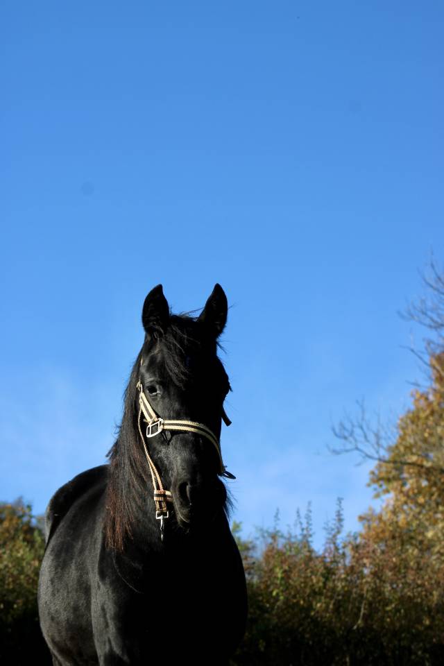 Potranca Media Sangre Arabe En venta 2024 Negro por Blackjack Blackfame