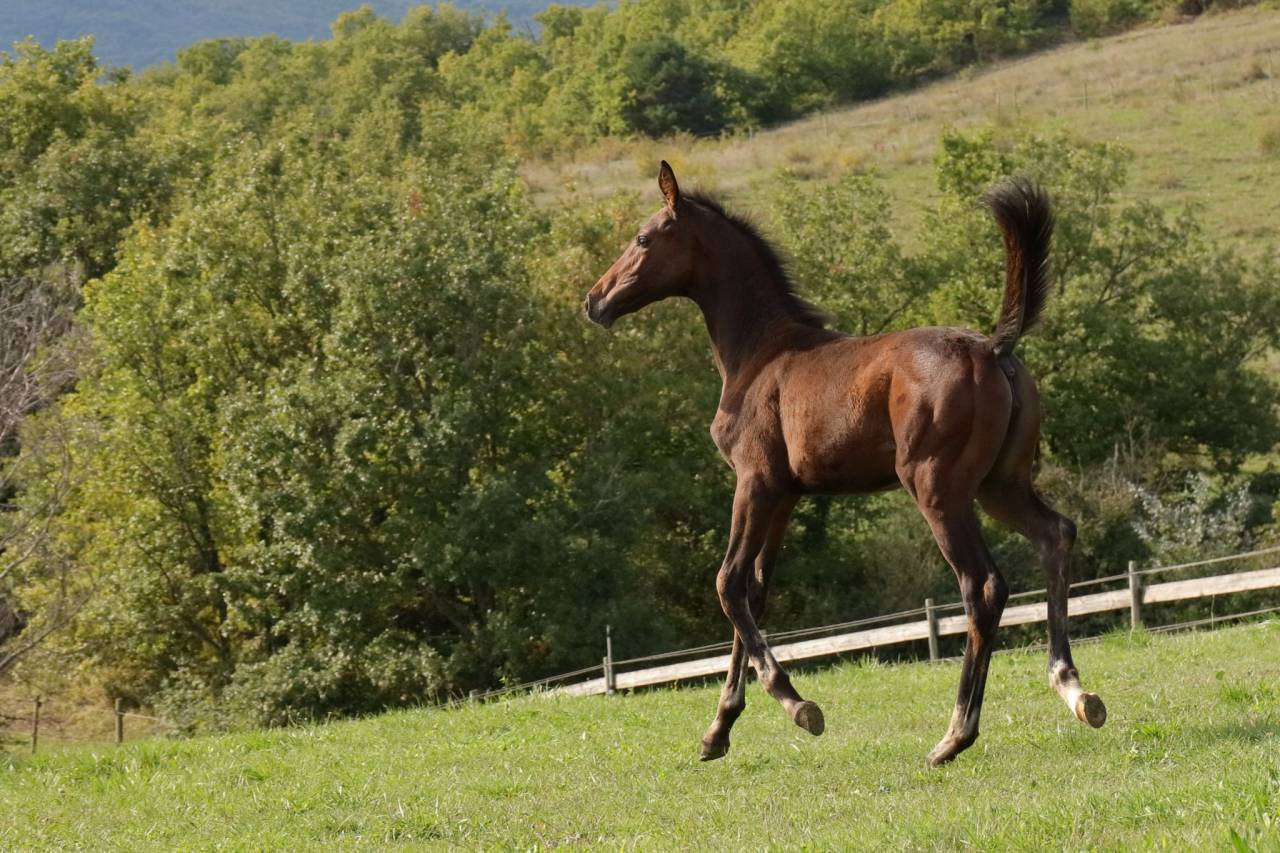 Potranca CDF - Caballo de doma francesa En venta 2025 Bayo por idem du peyron