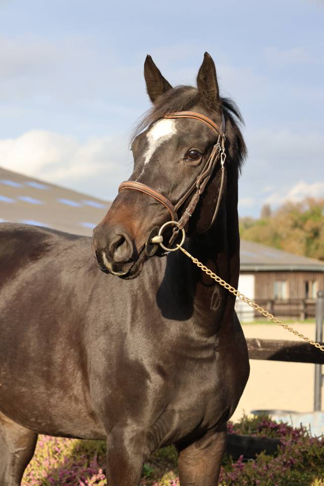 Yegua Silla Francés En venta 2022 Bayo moreno por diarado