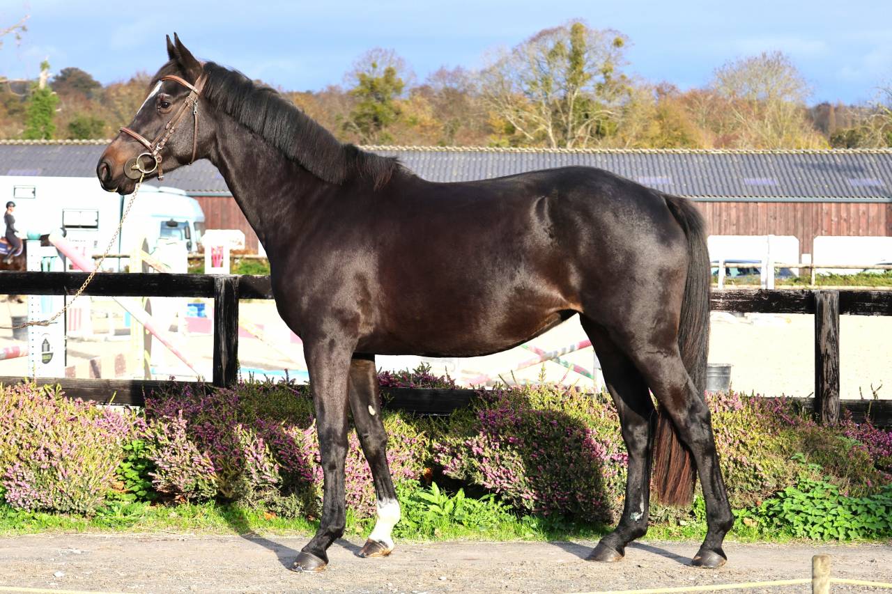 Yegua Silla Francés En venta 2022 Bayo moreno por diarado