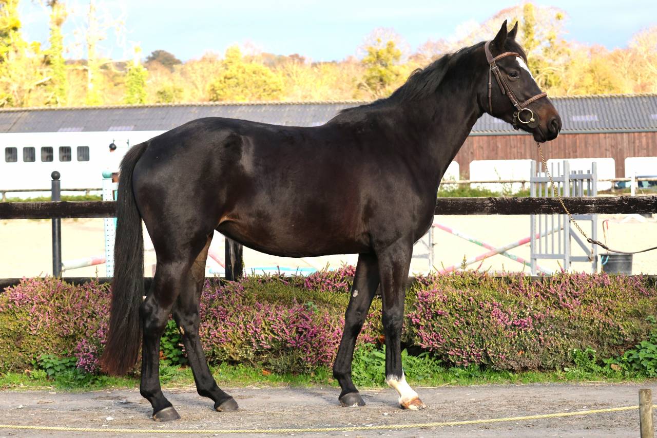 Yegua Silla Francés En venta 2022 Bayo moreno por diarado