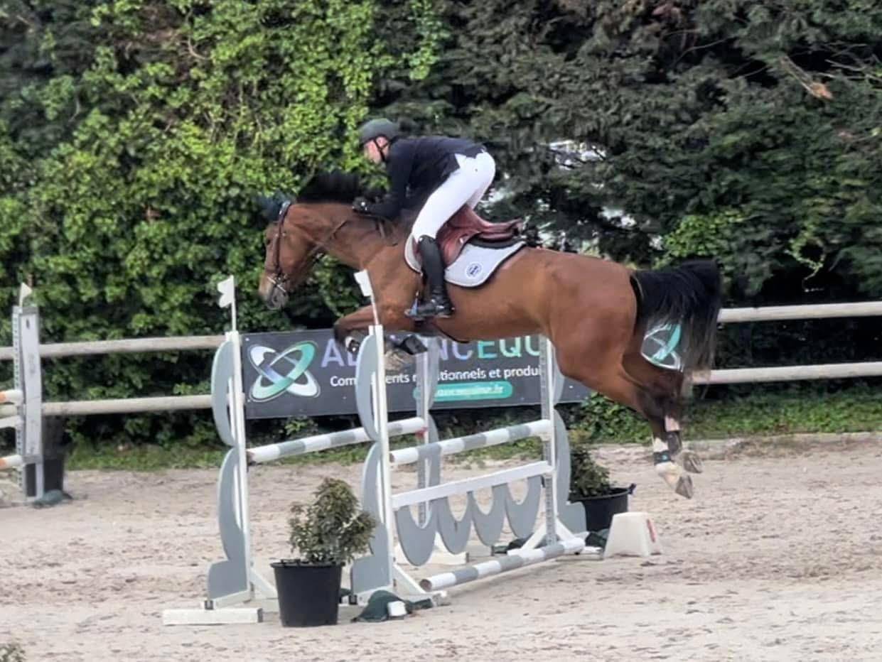 Yegua Silla Francés En venta 2018 Bayo por Utah van de rock