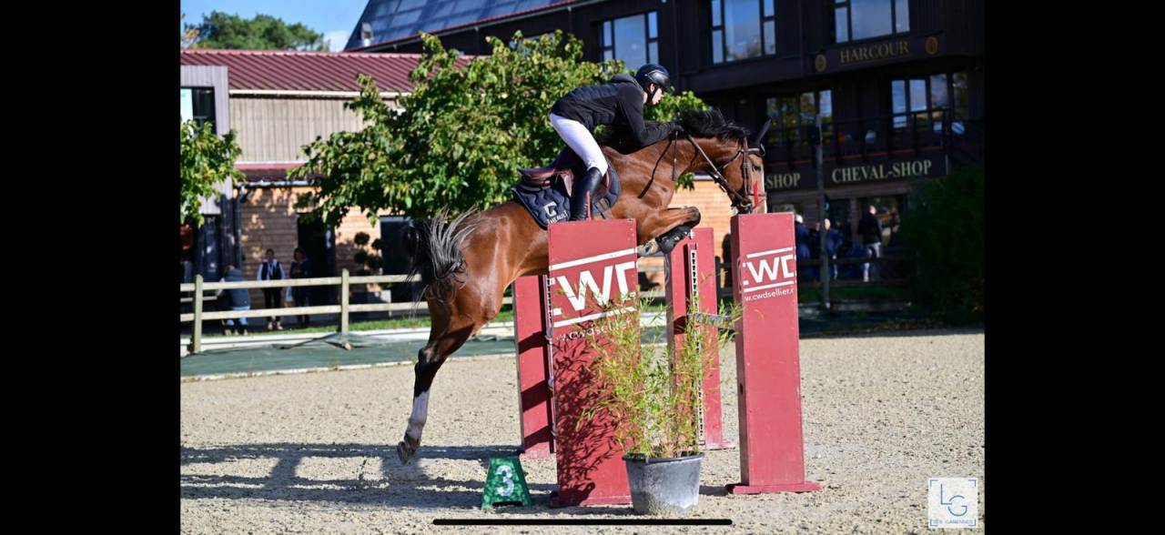 Yegua Silla Francés En venta 2018 Bayo por Utah van de rock