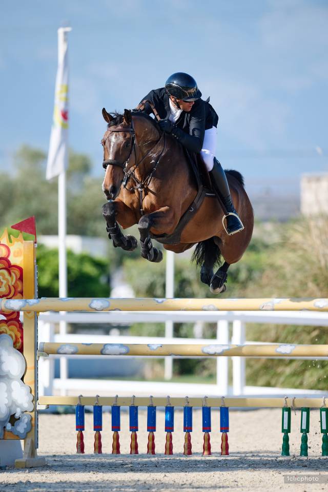 Caballo castrado Silla Francés En venta 2014 Bayo