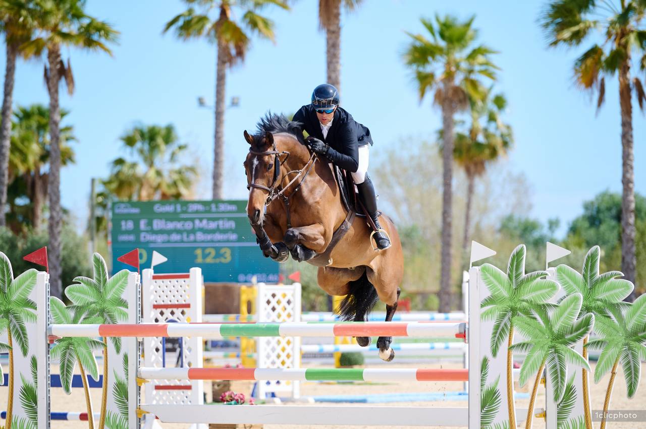 Caballo castrado Silla Francés En venta 2014 Bayo