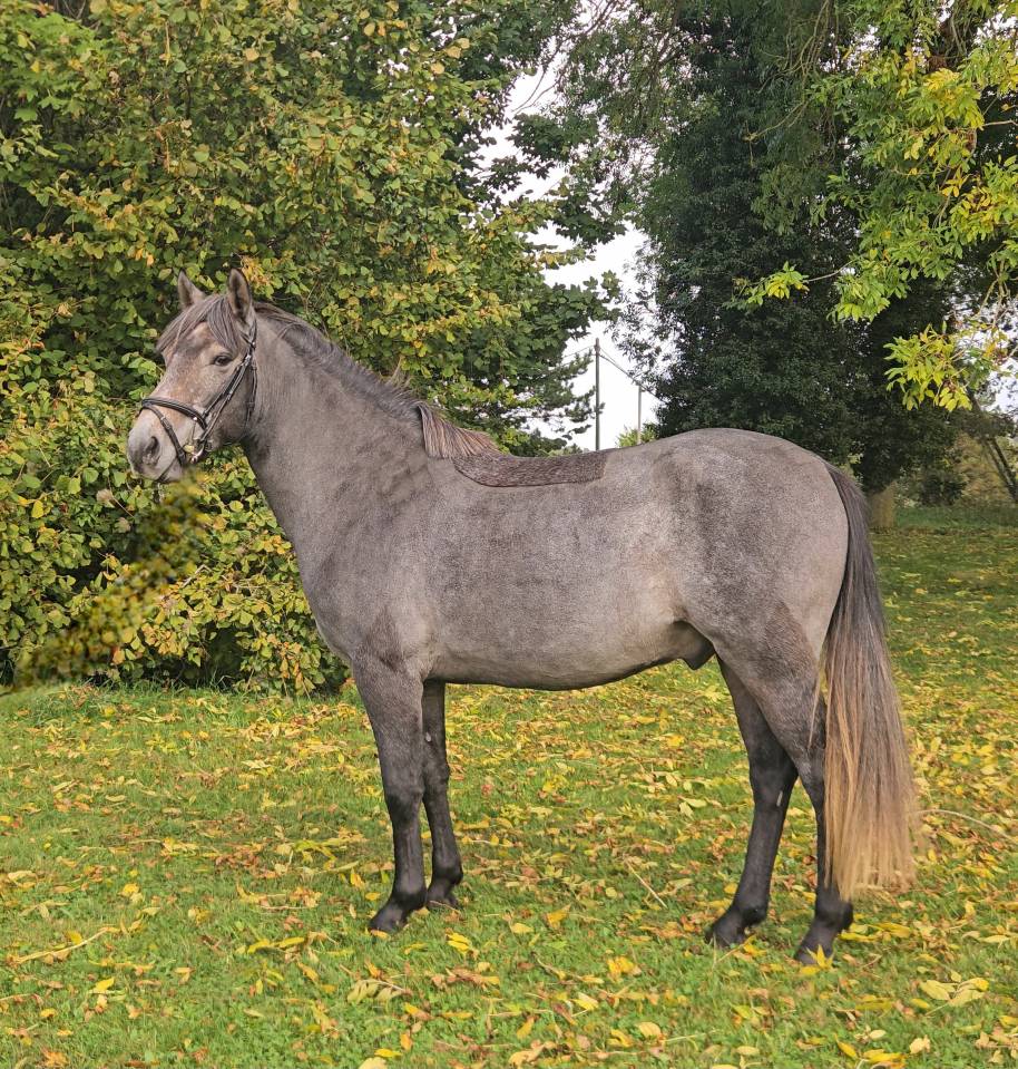 Caballo castrado PFS Poni Françés de Silla En venta 2023 Tordo por JOCKER DES NOUETTES