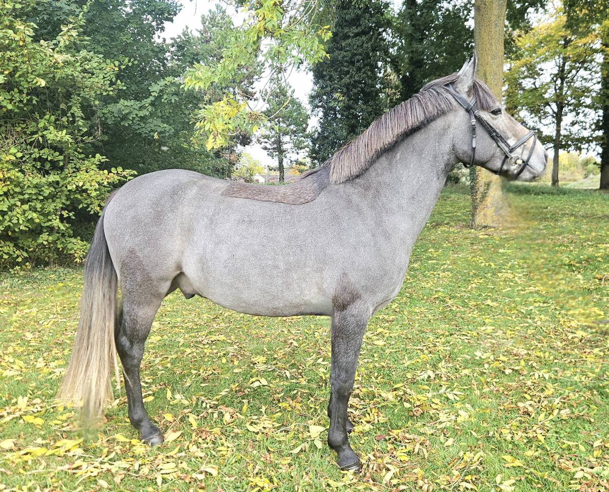 Caballo castrado PFS Poni Françés de Silla En venta 2023 Tordo por JOCKER DES NOUETTES