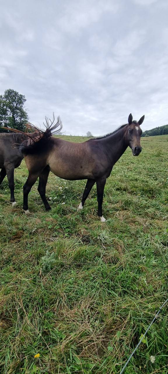 Yegua Akhal Teke En venta 2017 Isabelo por Orion
