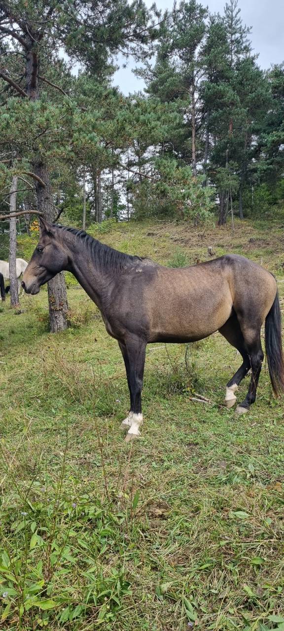 Yegua Akhal Teke En venta 2017 Isabelo por Orion