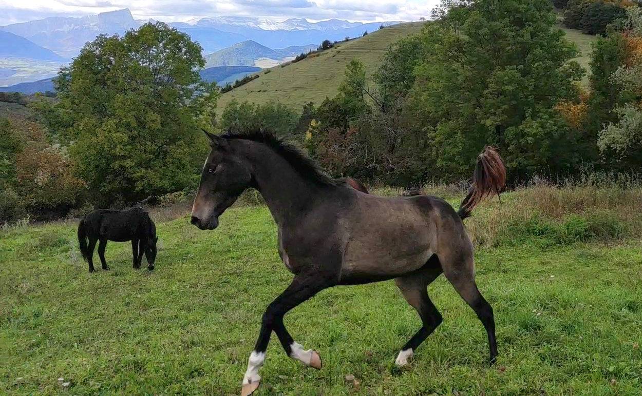 Yegua Akhal Teke En venta 2017 Isabelo por Orion