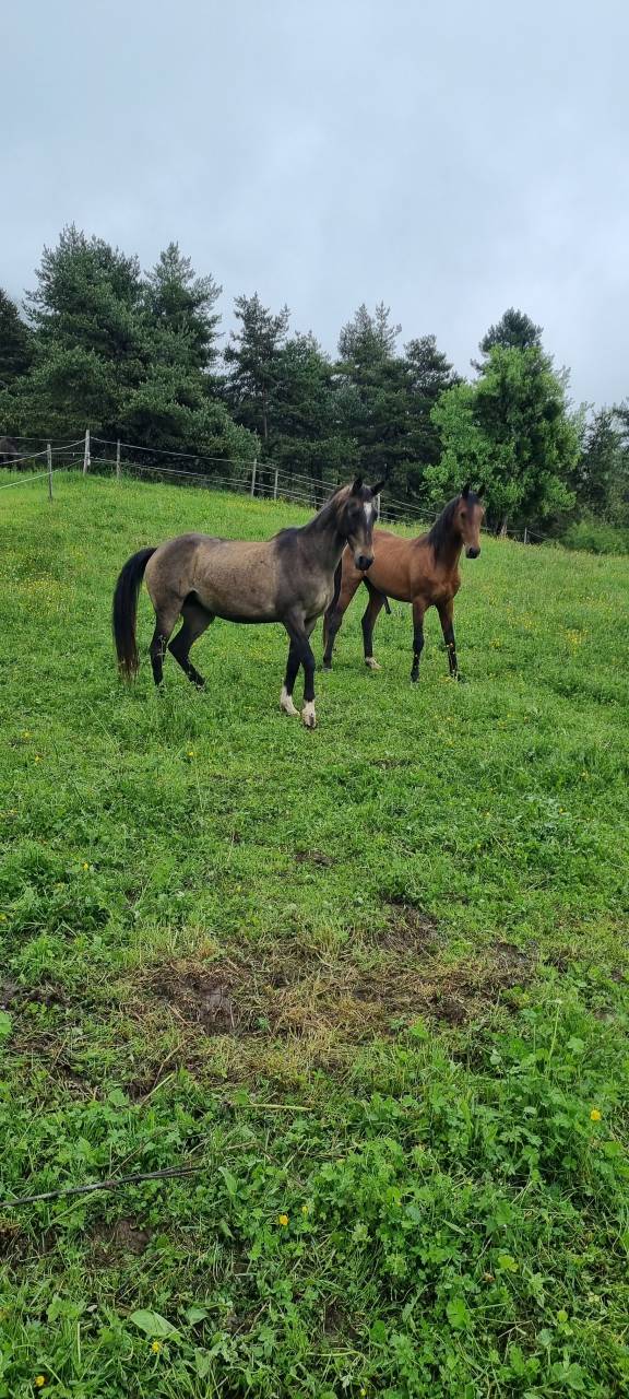 Yegua Akhal Teke En venta 2017 Isabelo por Orion