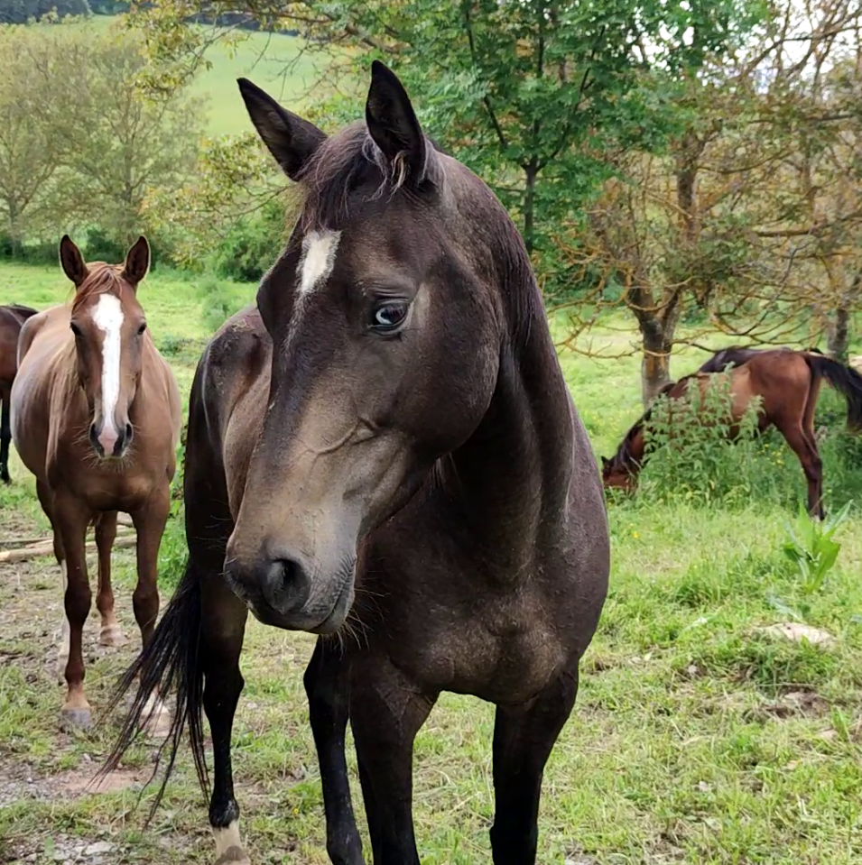 Yegua Akhal Teke En venta 2017 Isabelo por Orion
