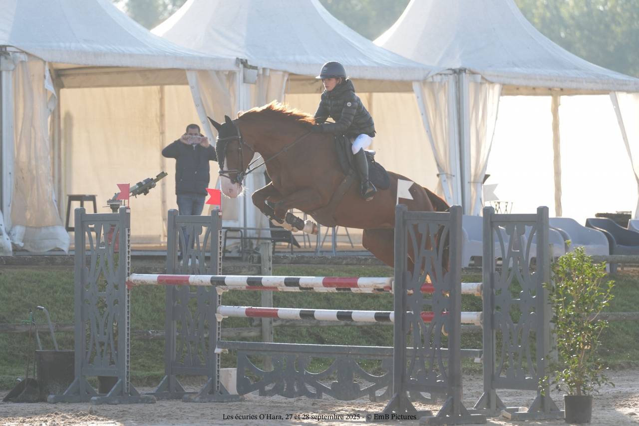 Yegua Origine Constatée En venta 2014 Alazán tostado por GUEPAR DE BREKKA