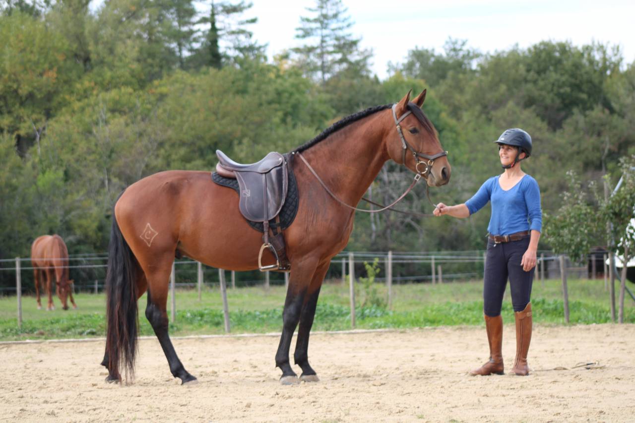 Caballo entero Lusitano En venta 2021 Bayo por EQUADOR MVL