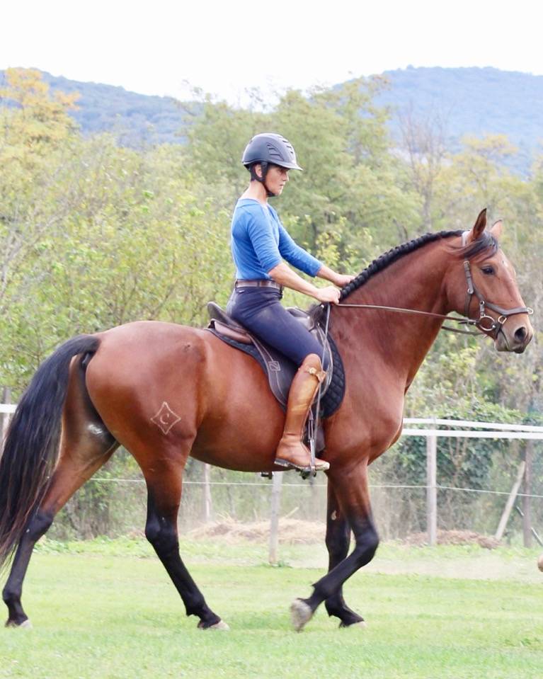 Caballo castrado Lusitano En venta 2021 Bayo por EQUADOR MVL