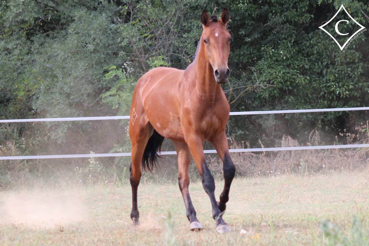 Caballo castrado Lusitano En venta 2021 Bayo por EQUADOR MVL