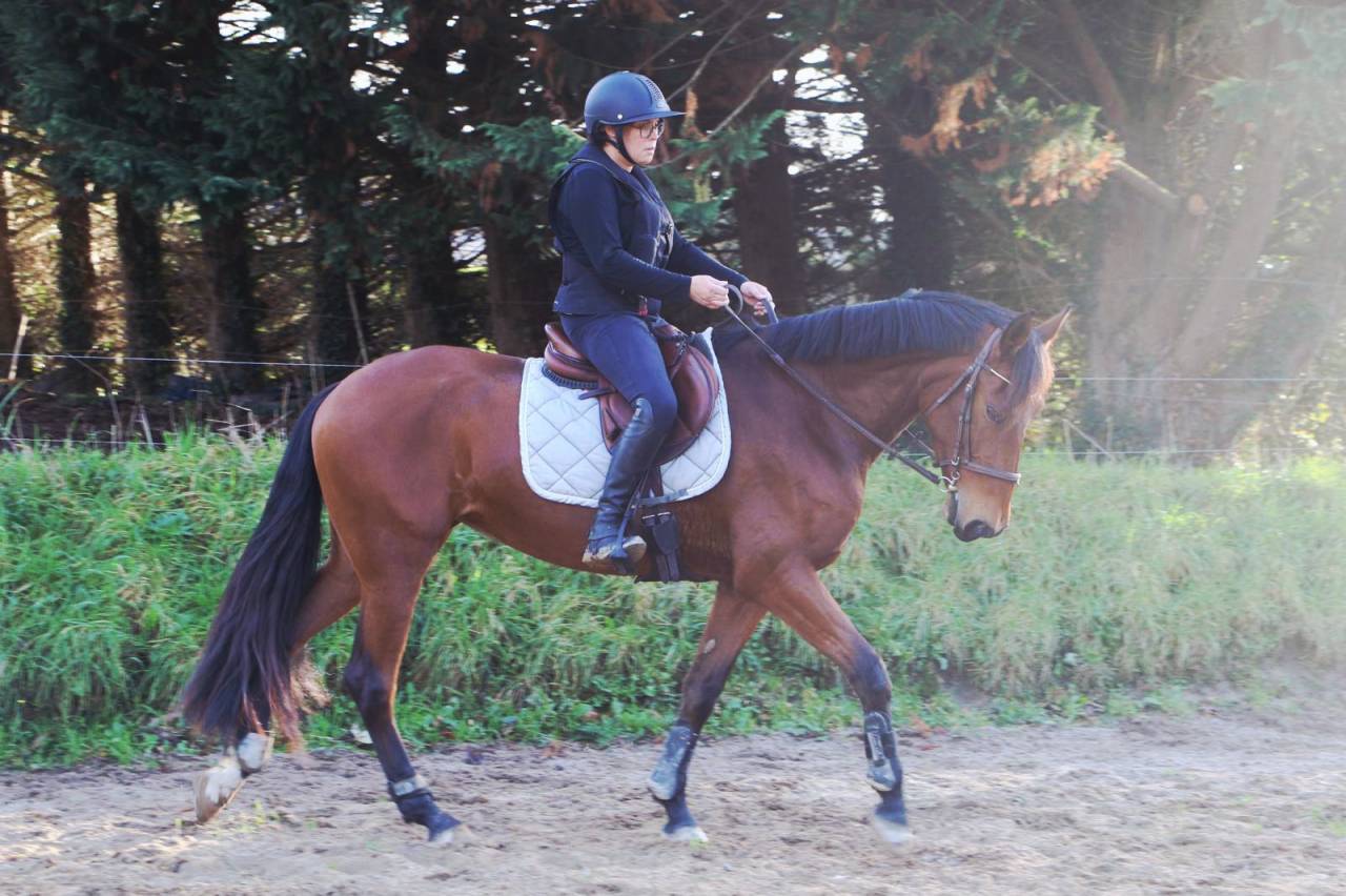 Yegua PRE Pura Raza Española En venta 2021 Bayo